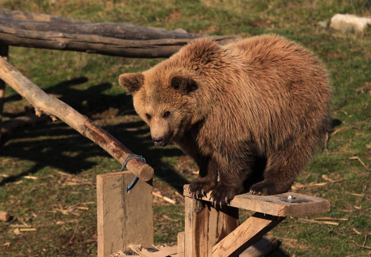 Хүрэн баавгай хууль бусаар агнасныг илрүүлжээ